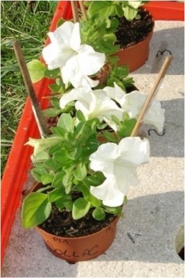 petunia - petunias - biosurveillance - encyclopedie environnement - petunia plants