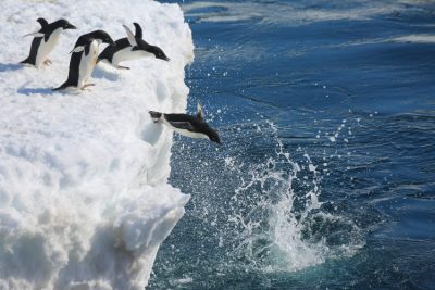 环境百科全书-《南极条约》：环境与科学的独特治理-阿德雷企鹅