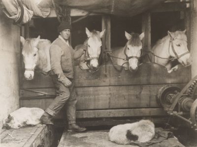 环境百科全书-《南极条约》：环境与科学的独特治理-在1911年的南极探险中，斯科特带来了小马和雪橇犬
