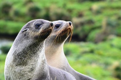 环境百科全书-《南极条约》：环境与科学的独特治理-海狮