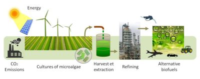 环境百科全书-生物燃料：微藻是未来的方向吗-用微藻中的生物质生产生物燃料的过程