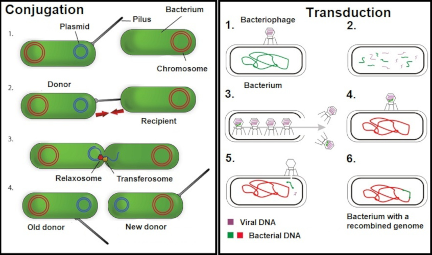 Бактерия донор. Плазмиды бактерий микробиология. Плазмиды вирулентности. Плазмиды резистентности у бактерий в картинках. Названия плазмид.