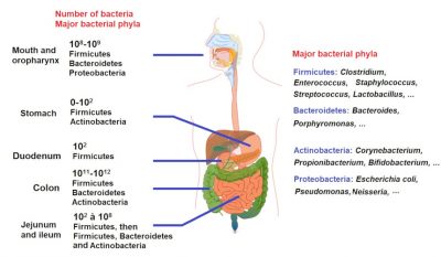 intestinal microbiota - digestive tract