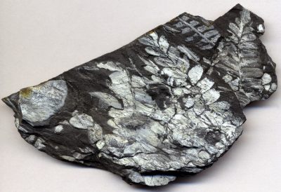 环境百科全书-生物燃料：微藻是未来的方向吗-石炭纪煤块中的植物化石