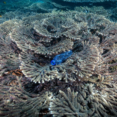 pollution plastique mer - pollution plastique ocean - plastique recifs coralliens