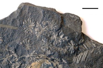 empreintes fougeres - fossiles - schiste carbonneux - petrole - fossil fern