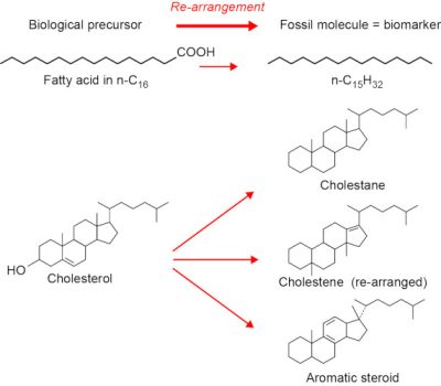 环境百科全书-石油-生物标记物及其生物前体的例子