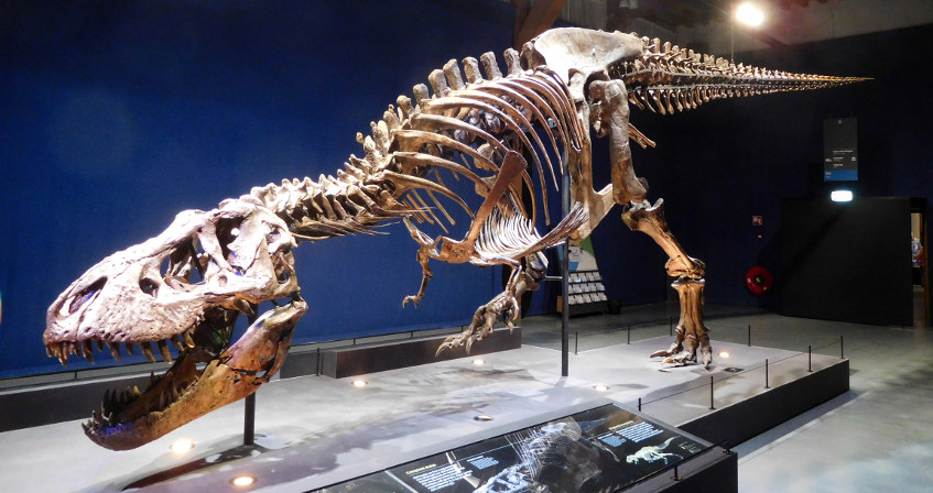 fossile tyrannosaure - massive extinctions