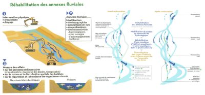 环境百科全书-地貌学-罗讷河上进行的修复工作示例