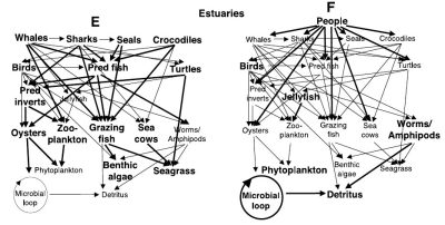 环境百科全书-运用数学模型可以更有效地管理捕鱼-河口食物网在捕捞