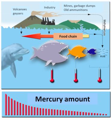 环境百科全书-汞、鱼和金矿-甲基汞和食物链