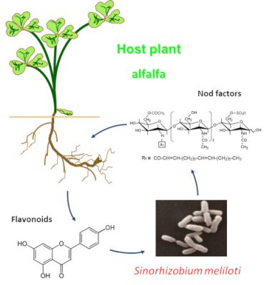 环境百科全书-靠空气生存的植物- 科植物与根瘤菌的相互识别过程