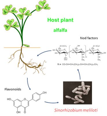 环境百科全书-靠空气生存的植物- 科植物与根瘤菌的相互识别过程。