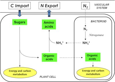 环境百科全书-靠空气生存的植物-植物细胞与类菌体在结瘤中的碳氮交换
