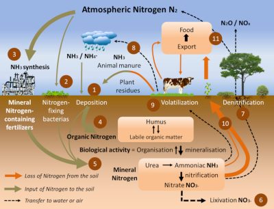 环境百科全书-靠空气生存的植物-氮循环图