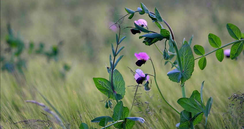 plantes azote - azote - fixation azote plantes