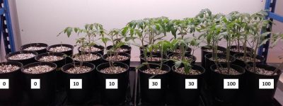 plants tomates - azote plantes