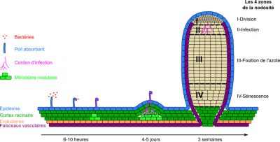 nodosite fixation azote - azotes plantes