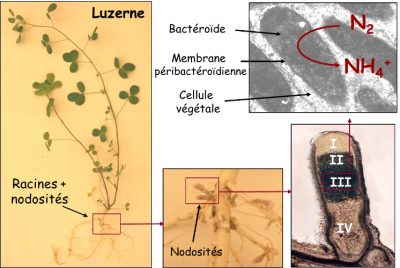 nodosite de luzerne