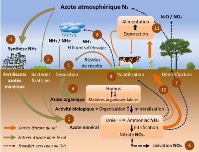 cycle azote - schema cycle azote