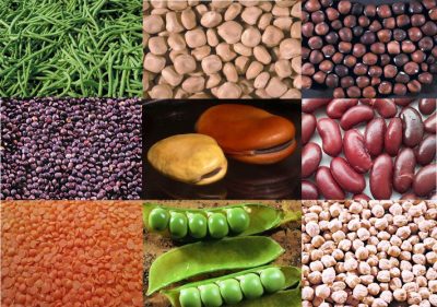 环境百科全书-靠空气生存的植物-食用豆类