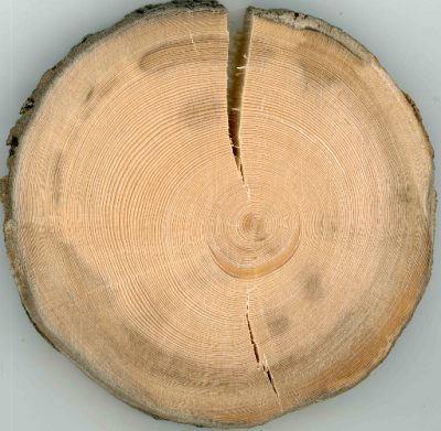 环境百科全书-气候变化-树木年轮的剖面图
