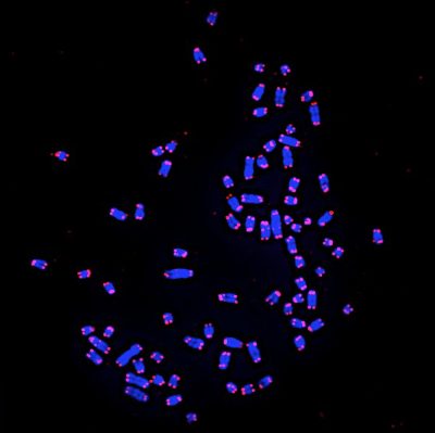 ADN - chromosomes - telomeres - telomerases