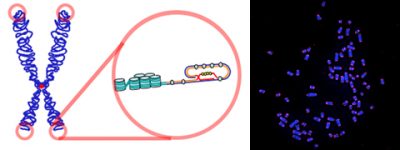 telomeres - telomerases