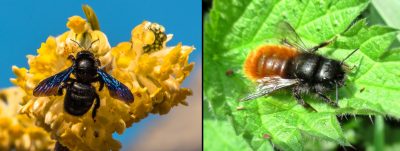 abeilles solitaires - especes abeilles - abeilles