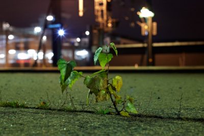jeune bouleau - plante ville - biodiversite ville
