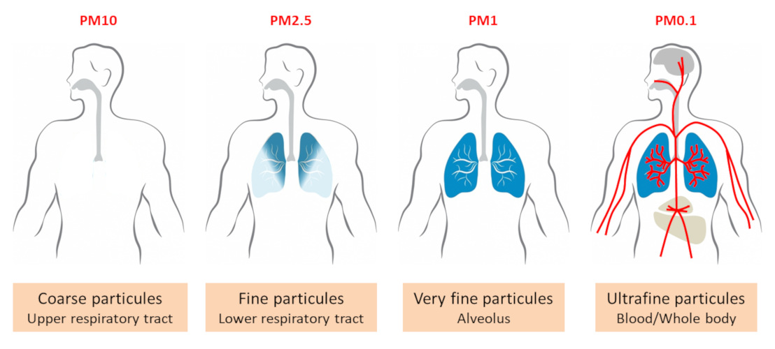 particulate matter condenses in the lungs