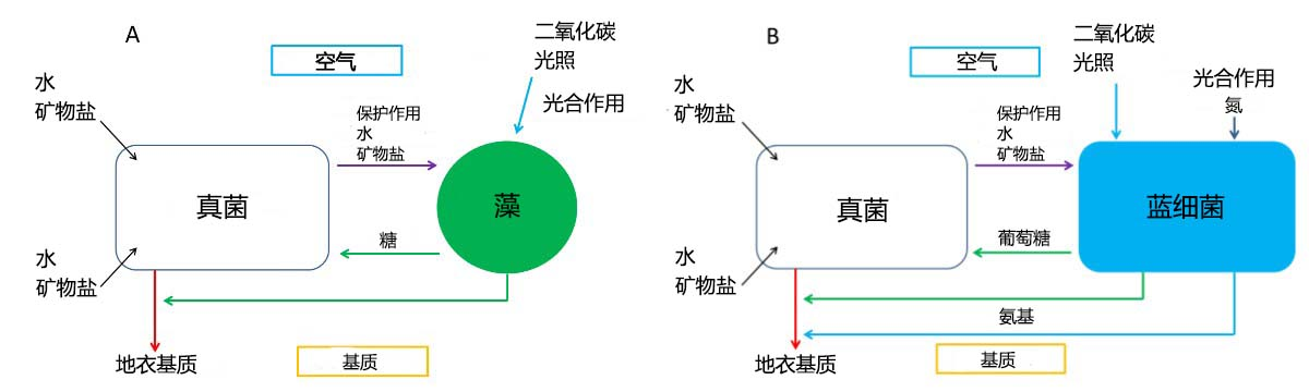 图2. 地衣内的真菌和藻类(A)以及真菌和蓝藻(B)在基质和大气间界面处的营养交换