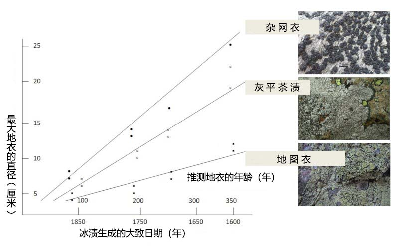 图4. 根据基质冰碛年龄估算的三种壳状地衣的地衣体直径与其假定年龄之间的关系。横轴上的数字1600~1850表示冰碛生成的大致年代,100~350表示基于过去时间推算的地衣体假定年龄,单位为年。纵轴上的数字5~25表示各品种地衣体的最大直径,单位为厘米。三条直线分别代表三种壳状地衣。