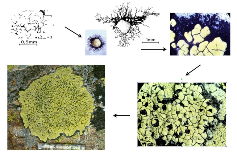 图10. 壳状地衣地图衣(Rhizocarpon geographicum)在石英岩(quartzite)上的定殖。如箭头所示:真菌孢子萌发,形成黑色的基质层(hypothallus)和首个网隙(areola);当基质层发展到一定程度后,网隙合并,有时地衣体也会合并。