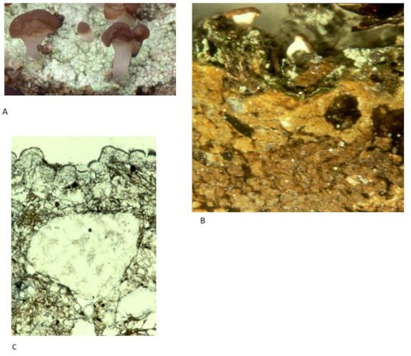 图11. 淡红羊角衣(Baeomyces rufus)的土壤定殖。A:地衣体和棕色的子囊盘(apothecia)(小蘑菇形结构)。B:定殖于矿物基质的淡红羊角衣的完整切面(厚切片)。C:地衣-溶胶复合体切片(薄切片):由图可见,羊角衣的地衣体遵循基质不规则性,且有小而弯的鳞片。此外,图中也可见许多黑色菌丝穿透土壤中的矿物