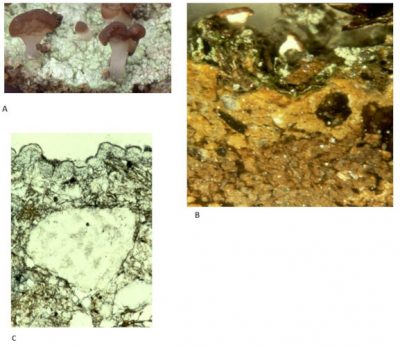 lichens - Baeomyces rufus