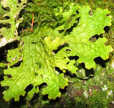 lichens - Lobaria pulmonaria