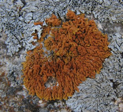 lichens - xanthoria elegans