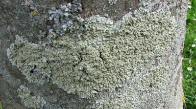 lichens - Flavoparmelia soredians