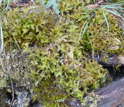 lichens - Cetraria islandica 