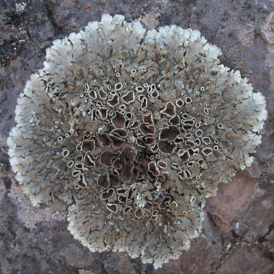 lichens - Xanthoria conspersa