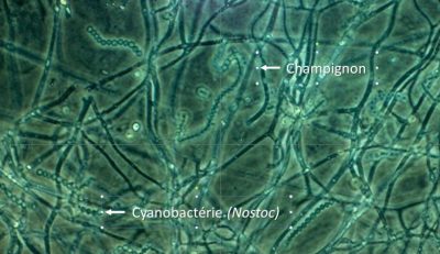 Enchylium tenax - lichens