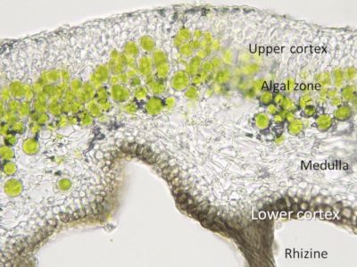 lichens - phaerophyscia orbicularis
