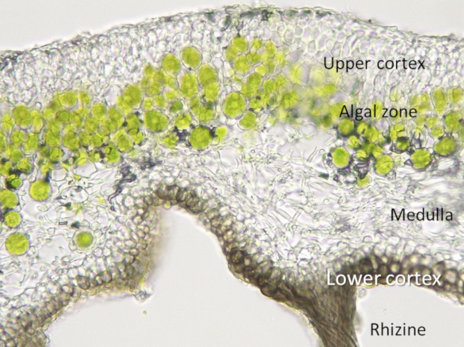 Lichens: Hybrid organisms - Encyclopedia of the Environment