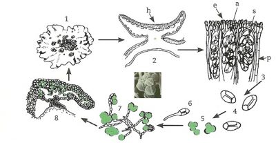Xanthoria parietina - lichens