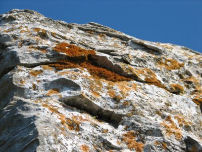 Xanthoria calcicola - Caloplaca aurantia - lichens