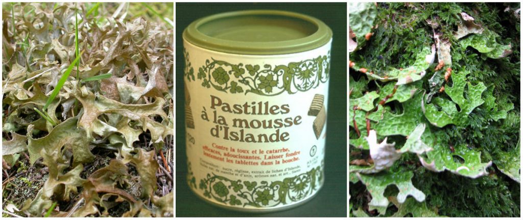 Lichens et applications thérapeutiques - Encyclopédie de l'environnement