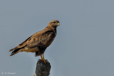 buse - buse variable