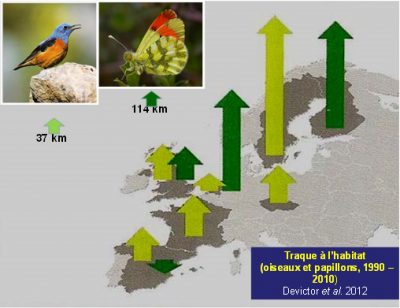 oiseaux - papillons - traque a l'habitat oiseaux papillons