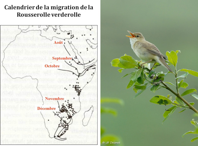 Comment Les Oiseaux S Adaptent Ils A Un Climat Qui Change Encyclopedie De L Environnement